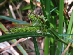 Carex excelsa