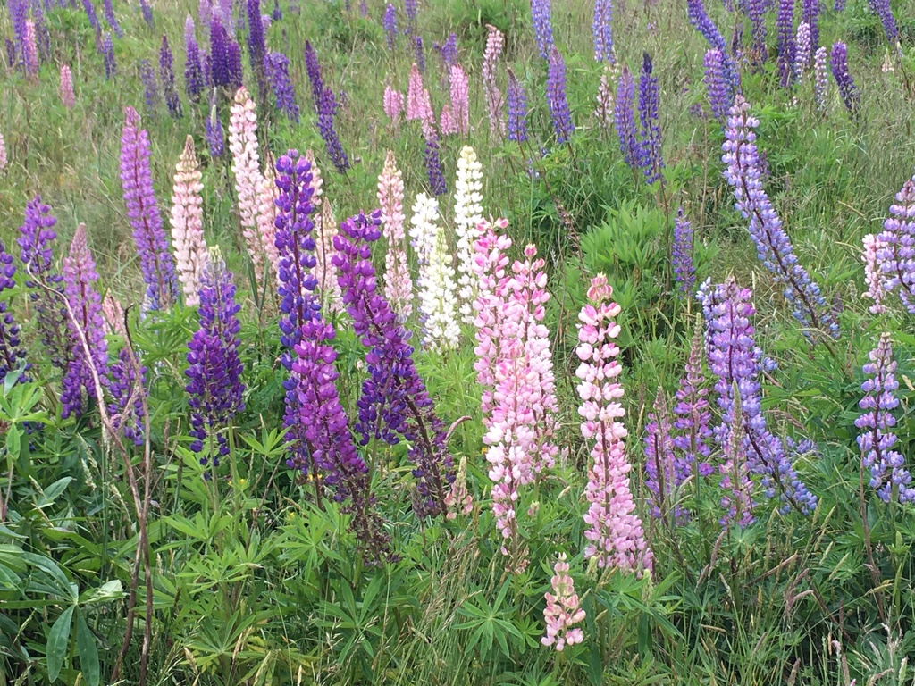 Lupinus polyphyllus, Fiordland National Park, Southland, NZ