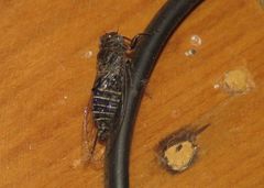 Atrapsalta corticina