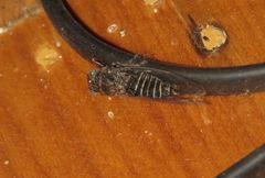 Atrapsalta corticina