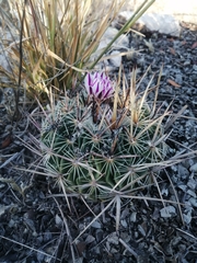 Echinofossulocactus zacatecasensis
