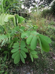 Senna reticulata