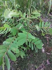 Senna reticulata