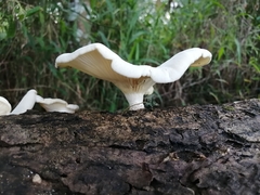 Lentinus scleropus