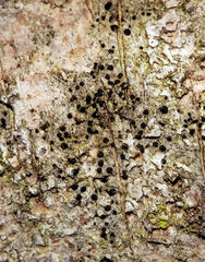 Arthonia diffusa