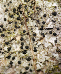 Arthonia diffusa