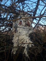 Dolichovespula media