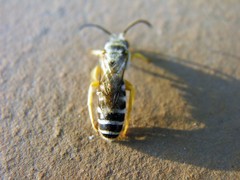 Halictus fulvipes