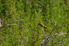 Pseudocolopteryx acutipennis