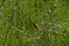 Pseudocolopteryx acutipennis