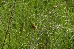 Pseudocolopteryx acutipennis