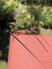 Ochrocydus huttoni