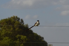 Tyrannus savana