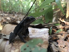 Incilius aucoinae