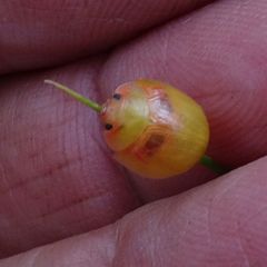 Paropsisterna simsoni