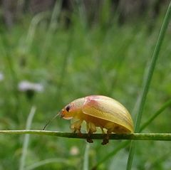 Paropsisterna simsoni