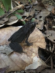 Incilius aucoinae