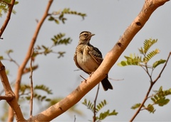 Galerida modesta