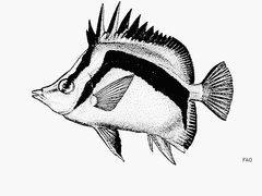Scythe Butterflyfish photo 3