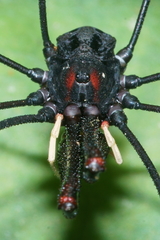 Forsteropsalis inconstans