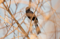 Melaenornis edolioides
