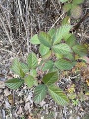 Rubus pascuus