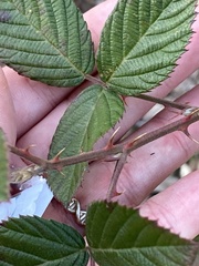 Rubus pascuus