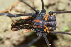 Forsteropsalis inconstans