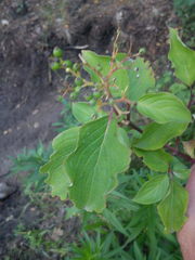 Cornus sanguinea