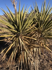 Yucca torreyi