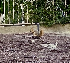 Sciurus niger