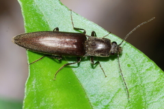 Ochosternus zealandicus