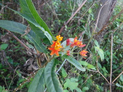 Asclepias curassavica image