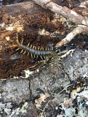 Hemiscolopendra marginata