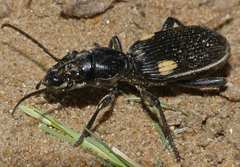 Anthia cephalotes
