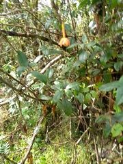 Passiflora jardinensis