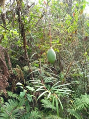 Passiflora jardinensis