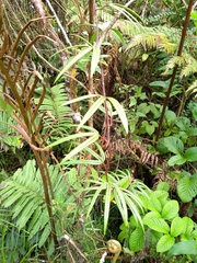 Passiflora jardinensis