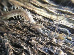 Hemiscolopendra marginata