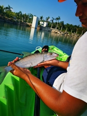 Albulinae