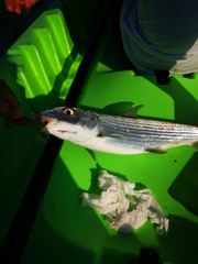 Albulinae