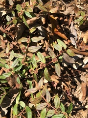 Euphorbia hirta image
