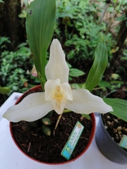 Lycaste