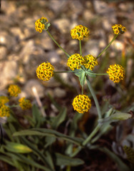 Bupleurum americanum