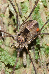 Forsteropsalis inconstans