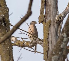 Accipiter cooperii