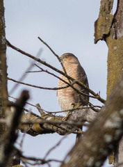 Accipiter cooperii