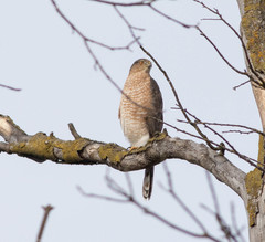 Accipiter cooperii