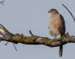 Accipiter cooperii