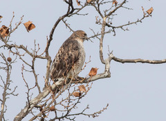 Buteo jamaicensis